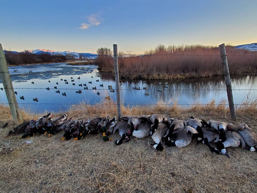 Montana Waterfowl Hunting Guides